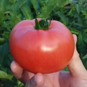 Помидоры розовые ТЕХ 2721 F1 250 семян. (Takii Seeds) Помидоры розовые ТЕХ 2721 F1 250 семян. (Takii Seeds)