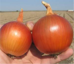 Лук Бонус F1 250 000 семян. (Takii Seeds) Лук Бонус F1 250 000 семян. (Takii Seeds)
