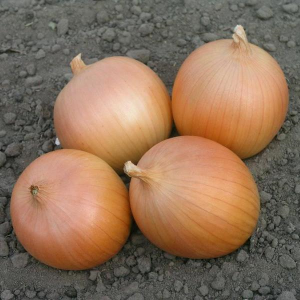 Лук Вердон F1 (T-803) 250 000 семян. (Takii Seeds) Лук Вердон F1 (T-803) 250 000 семян. (Takii Seeds)
