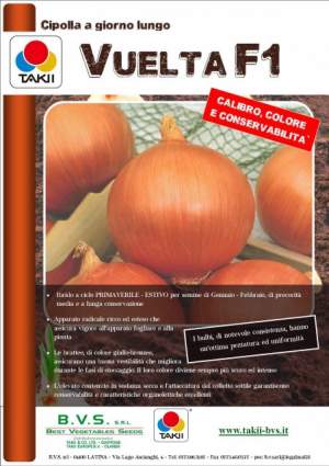 Лук Вуэльта F1 250 000 семян. (Takii Seeds) Лук Вуэльта F1 250 000 семян. (Takii Seeds)