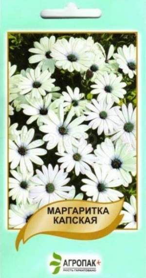 Маргаритка капская – 20 семян А Маргаритка капская – 20 семян А