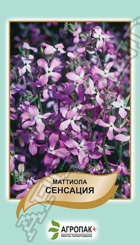 Маттиола двурогая Сенсация – 0,5 гр. Маттиола двурогая Сенсация – 0,5 гр.