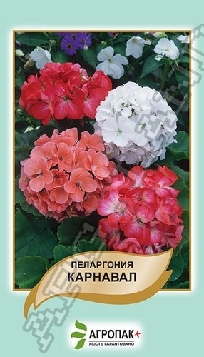 Пеларгония Карнавал, смесь 20 cемян. А Пеларгония Карнавал, смесь 20 cемян. А