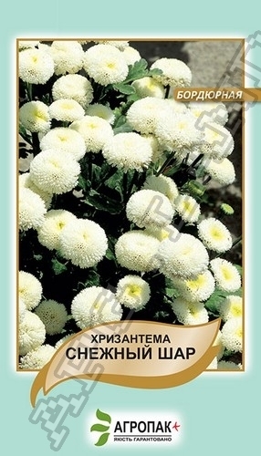 Хризантема бордюрная Снежный шар – 0,05 грамм