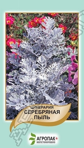 Цинерария Серебряная пыль – 0,1 грамм
