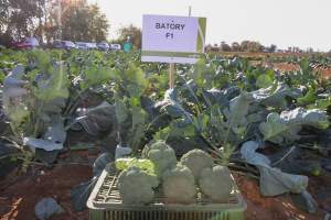 Капуста брокколи Батори 2500 семян. (Syngenta) Капуста брокколи Батори 2500 семян. (Syngenta)