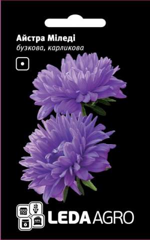 Астра Миледи сиреневая карликовая 0,2г. L Астра Миледи сиреневая карликовая 0,2г. L