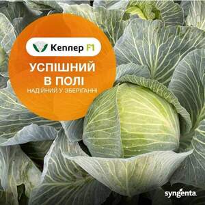 Капуста Кеплер F1 2500н Syngenta Капуста Кеплер F1 2500н Syngenta