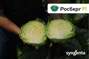 Капуста Росберг F1 2500 семян. (Syngenta) Капуста Росберг F1 2500 семян. (Syngenta)