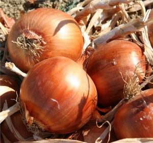 Лук РАНКО F1 (RANKO F1) 250 000 семян. Cora Seeds