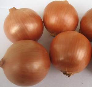 Сандра F1 (SANDRA F1) 250 000 семян. Cora Seeds Сандра F1 (SANDRA F1) 250 000 семян. Cora Seeds