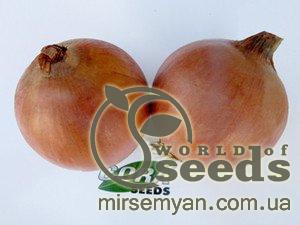 Лук ФУНДАДОР F1 (FUNDADOR F1) 250 000 семян. Cora Seeds Лук ФУНДАДОР F1 (FUNDADOR F1) 250 000 семян. Cora Seeds