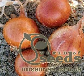 Лук СОНЯ F1 (SONIA F1) 250 000 семян. Cora Seeds Лук СОНЯ F1 (SONIA F1) 250 000 семян. Cora Seeds