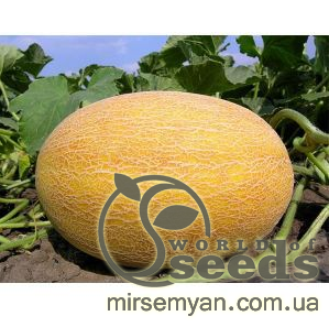 Дыня Кредо F1 1000 семян. (Clause) Дыня Кредо F1 1000 семян. (Clause)
