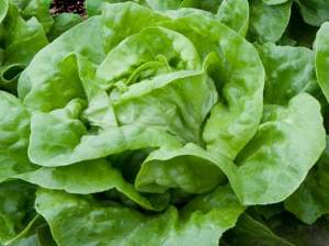 Салат Ферли 5000 семян. (Enza Zaden)