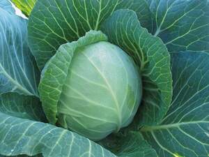 Капуста Радан F1 2500 семян. (Enza Zaden)