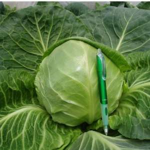 Капуста Сир F1 2500 семян. (Clause) Капуста Сир F1 2500 семян. (Clause)