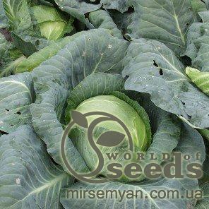 Капуста Кубок F1 2500н Clause Капуста Кубок F1 2500н Clause