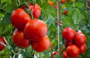 Томат Магнус/Magnus F1 500 семян. (De Ruiter Seeds) Томат Магнус/Magnus F1 500 семян. (De Ruiter Seeds)