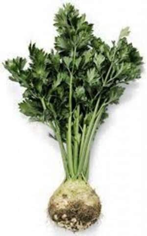Сельдерей Мерга 10 000 семян. (Rijk Zwaan)