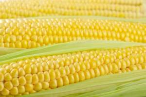 Кукуруза Тусон F1 100 000 семян. (Syngenta) Кукуруза Тусон F1 100 000 семян. (Syngenta)