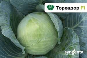 Капуста Тореадор 2500 семян. (Syngenta) Капуста Тореадор 2500 семян. (Syngenta)