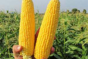Кукуруза GSS 5649 F1 100 000 семян. (Syngenta) Кукуруза GSS 5649 F1 100 000 семян. (Syngenta)