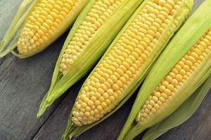 Кукуруза Элемент F1 100 000 семян. (Syngenta) Кукуруза Элемент F1 100 000 семян. (Syngenta)