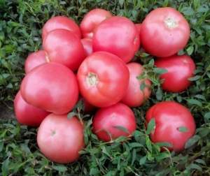 Помидоры Пинк Свитнес F1 500 семян. (Lark Seeds) Помидоры Пинк Свитнес F1 500 семян. (Lark Seeds)
