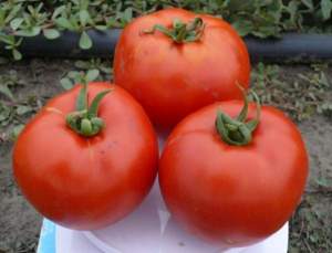 Помидоры 1504 F1 500 семян. (Lark Seeds) Помидоры 1504 F1 500 семян. (Lark Seeds)