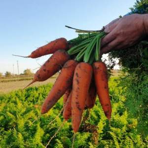Морковь Йорк F1 (1,8-2мм) 250 000 семян. (Lark Seeds) Морковь Йорк F1 (1,8-2мм) 250 000 семян. (Lark Seeds)