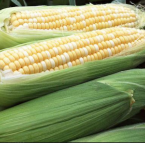 Кукуруза Ракель F1 50 000 семян. (Clause)