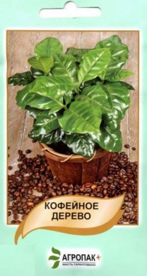 Кофейное дерево 5 семян. А Кофейное дерево 5 семян. А