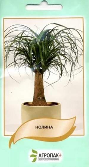 Нолина (пальма) 5н А Нолина (пальма) 5н А
