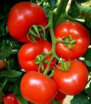 Томат Магнус F1/ Magnus 1 000 семян. (De Ruiter Seeds) Томат Магнус F1/ Magnus 1 000 семян. (De Ruiter Seeds)