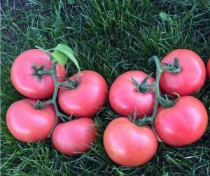 Помидоры Пинк Кристал F1 250 семян. (Clause)