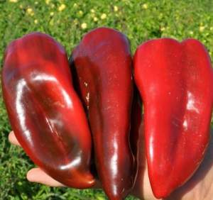 Перец Спарк F1 500 семян. (Lark Seeds)