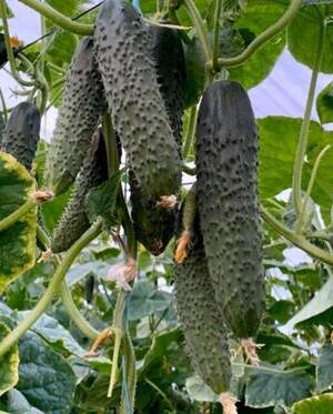 Огурец Примеро F1 500 семян. (Yuksel Seeds) Огурец Примеро F1 500 семян. (Yuksel Seeds)
