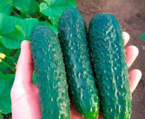 Огурец Тайгер F1 500 семян. (Takii Seeds) Огурец Тайгер F1 500 семян. (Takii Seeds)