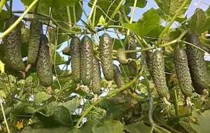 Огурец Ягуар F1 500 семян. (Takii Seeds) Огурец Ягуар F1 500 семян. (Takii Seeds)