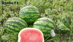 Насіння кавун 