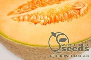 Диня середньо-пізня Диня середньо-пізня