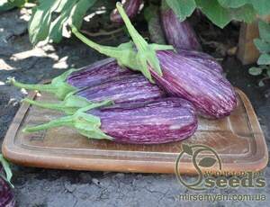 Баклажан Лейра F1 1000 нас. Rijk Zwaan