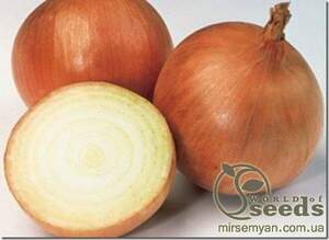 Цибуля Барусо F1 250 000 нас. Syngenta