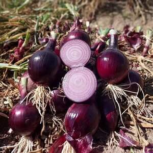 Цибуля Дарко 250 000 нас. Syngenta