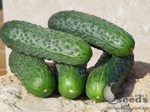 Огірок «Акіліна» F1 500сім. Нунемс (Nunhems)