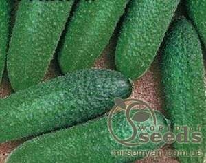 Огірок Огірок