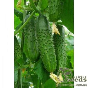 Огірок «Маєстоза» F1 250 с. Рік Цваан, (Rijk Zwaan) Огірок «Маєстоза» F1 250 с. Рік Цваан, (Rijk Zwaan)