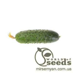 Огірок Огірок