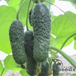 Огірок «Анзор» F1 1000 семена Bejo (Бейо)